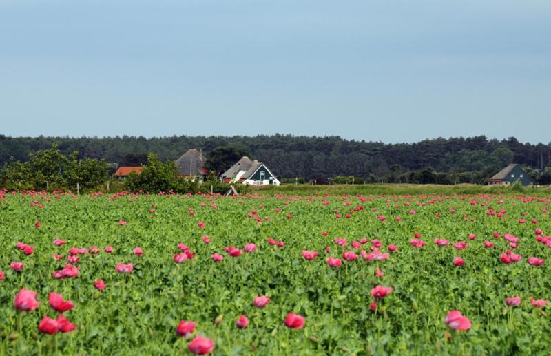 De Pelikaan Texel Appartementen De Koog  Exteriér fotografie